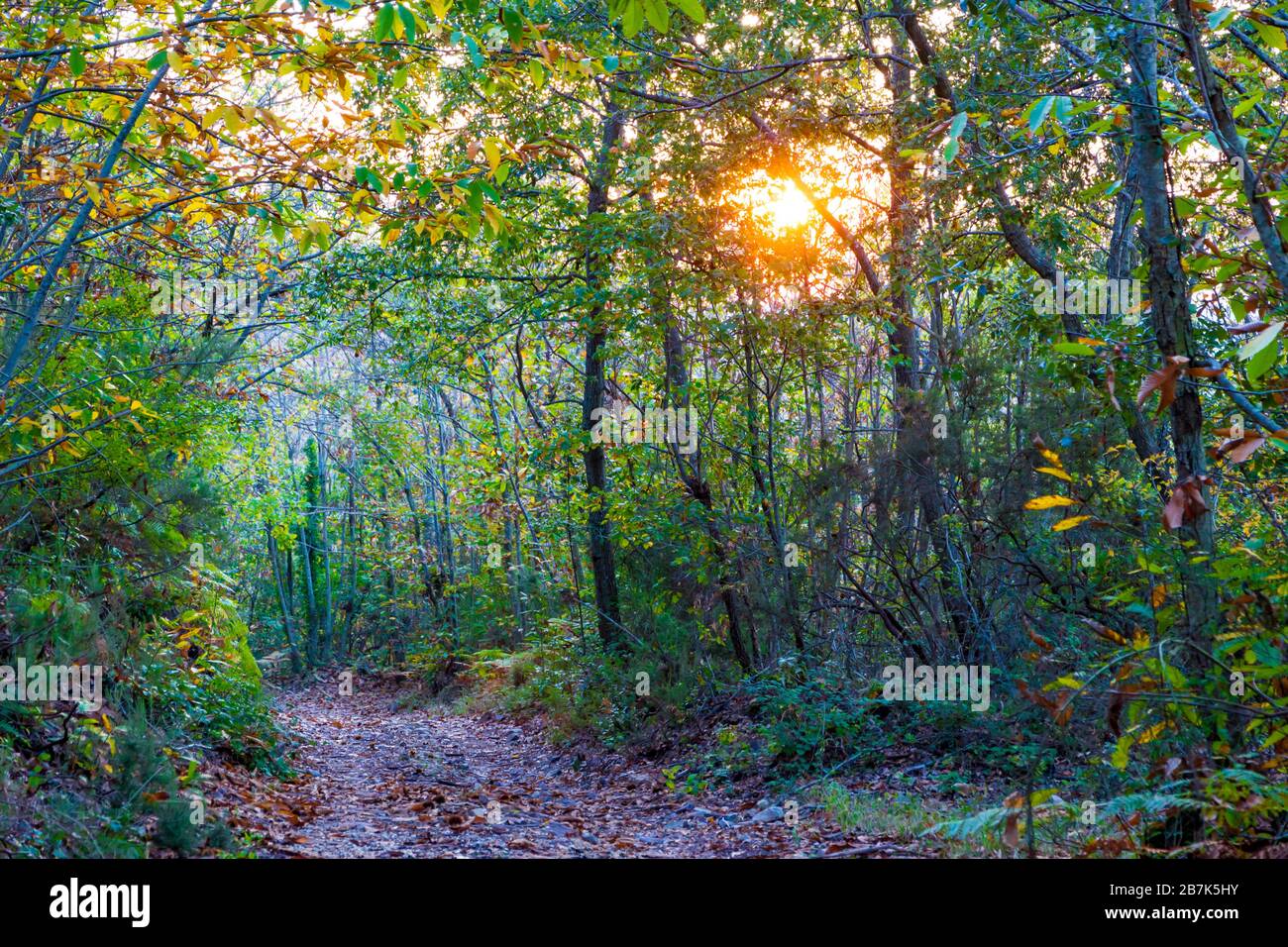 Beautiful road in the wood in autumn at late afternoon in Tuscany, Italy Stock Photo