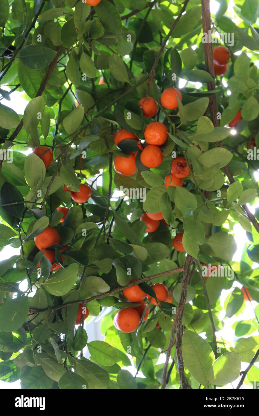 A bunch of Calamondin Oranges growing on an orange tree Stock Photo