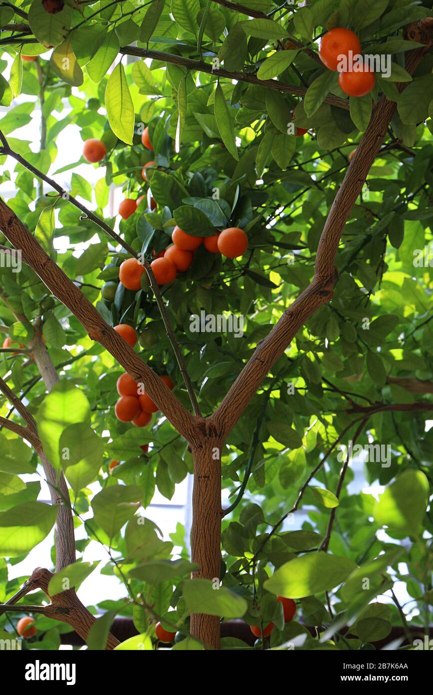 A bunch of Calamondin Oranges growing on an orange tree Stock Photo