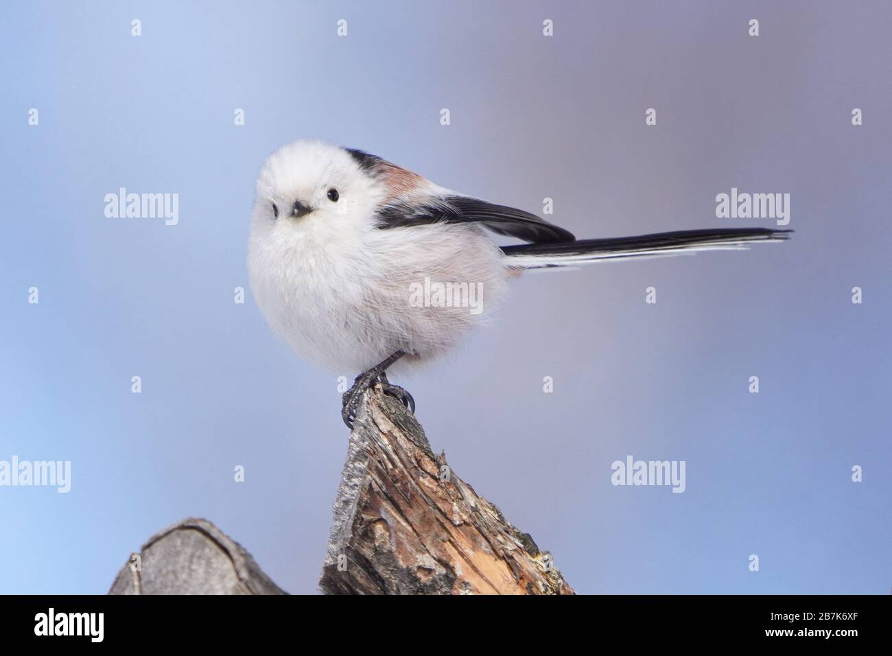 Aegithalos Caudatus Japonicus Stock Photo Alamy