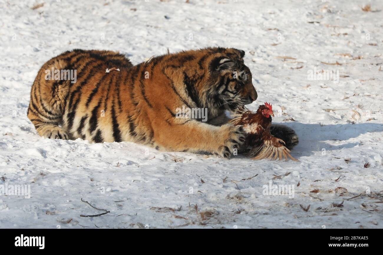 a-siberian-tiger-catches-a-rooster-at-th