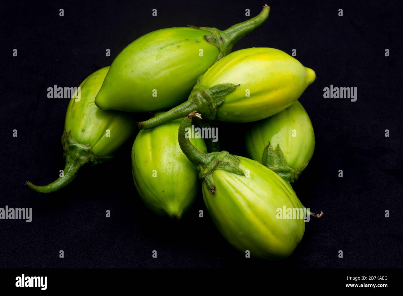 Jilo Scarlet. African Eggplant Stock Image - Image of green, garden:  82840789