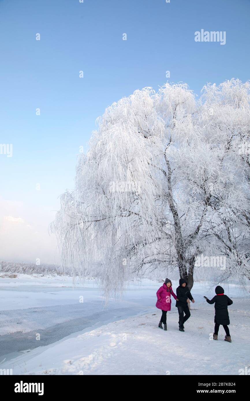 Rime ice, which forms when supercooled water liquid droplets freeze onto surfaces, shows up on tress, much similar to dressing trees with white gown, Stock Photo