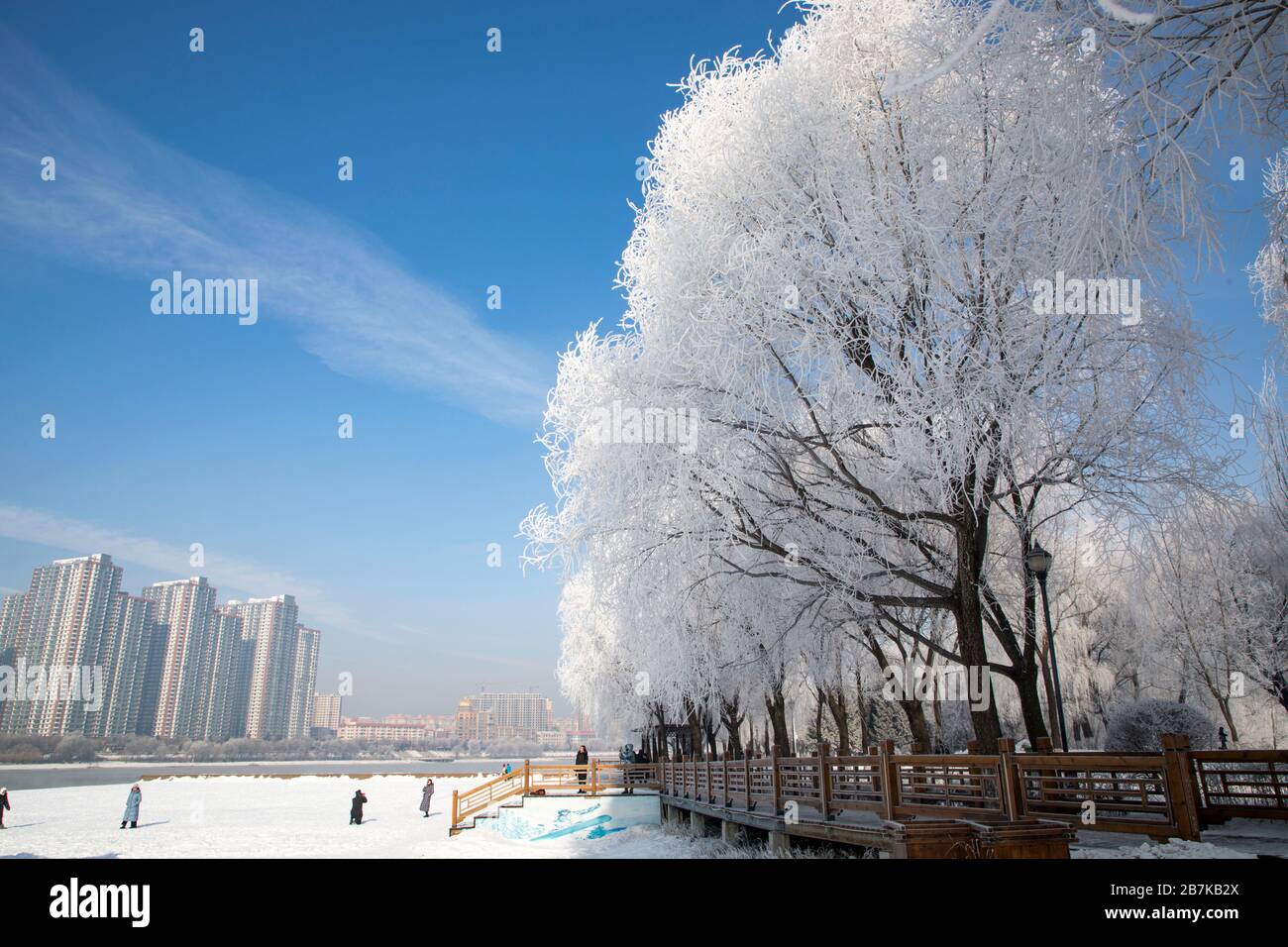 Rime ice, which forms when supercooled water liquid droplets freeze ...