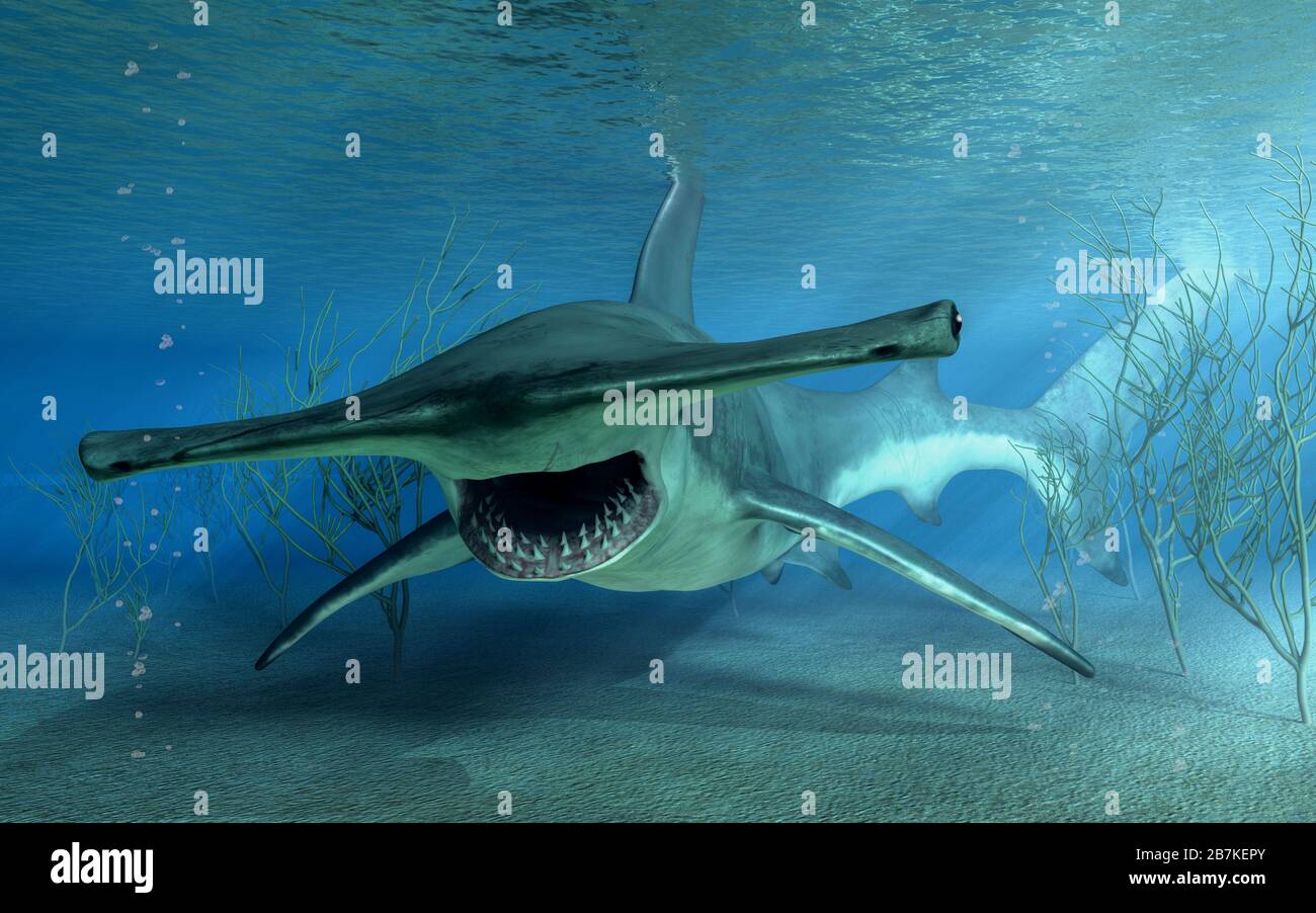 In this undersea scene, a hammerhead shark swims towards you, its mouth
