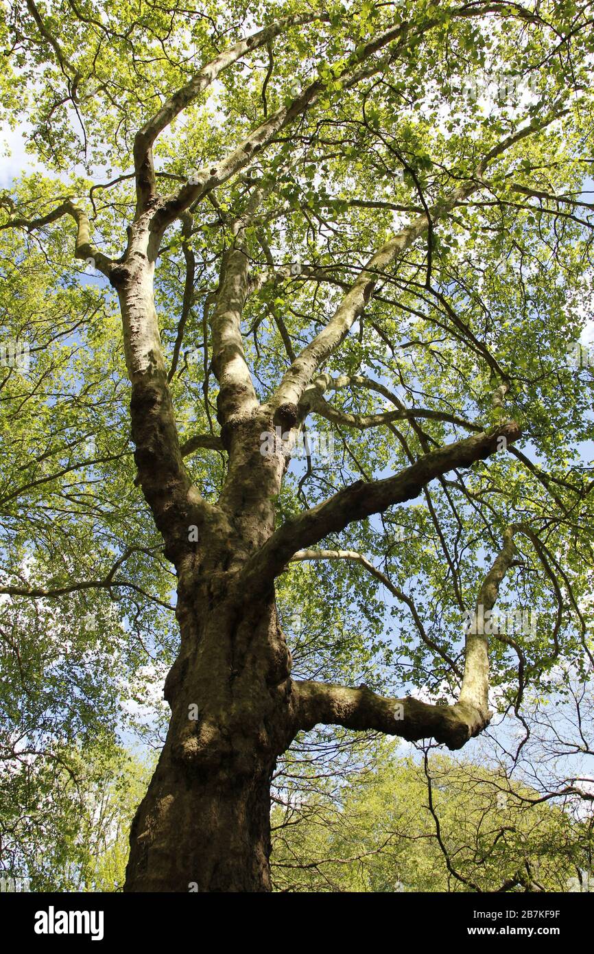 Spring View Of Silver Maple Trees In A Sunny Day Green Park London Stock Photo Alamy