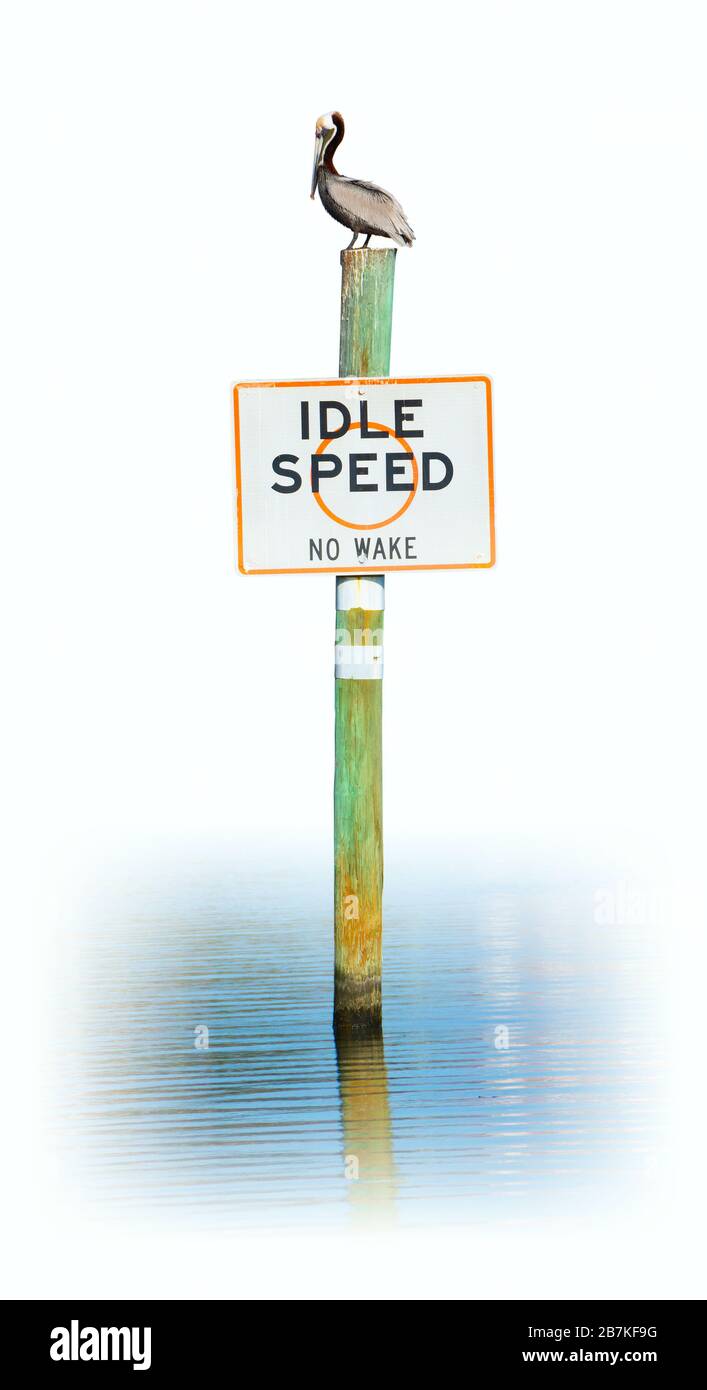 Pelican sitting on a IDLE SPEED NO WAKE sign isolated on a white