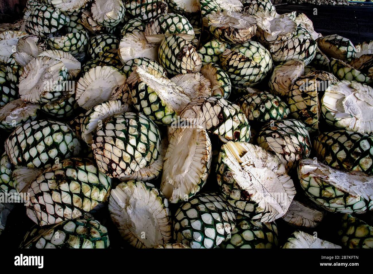 Agave hearts for making tequila drink, Mexico Stock Photo Alamy