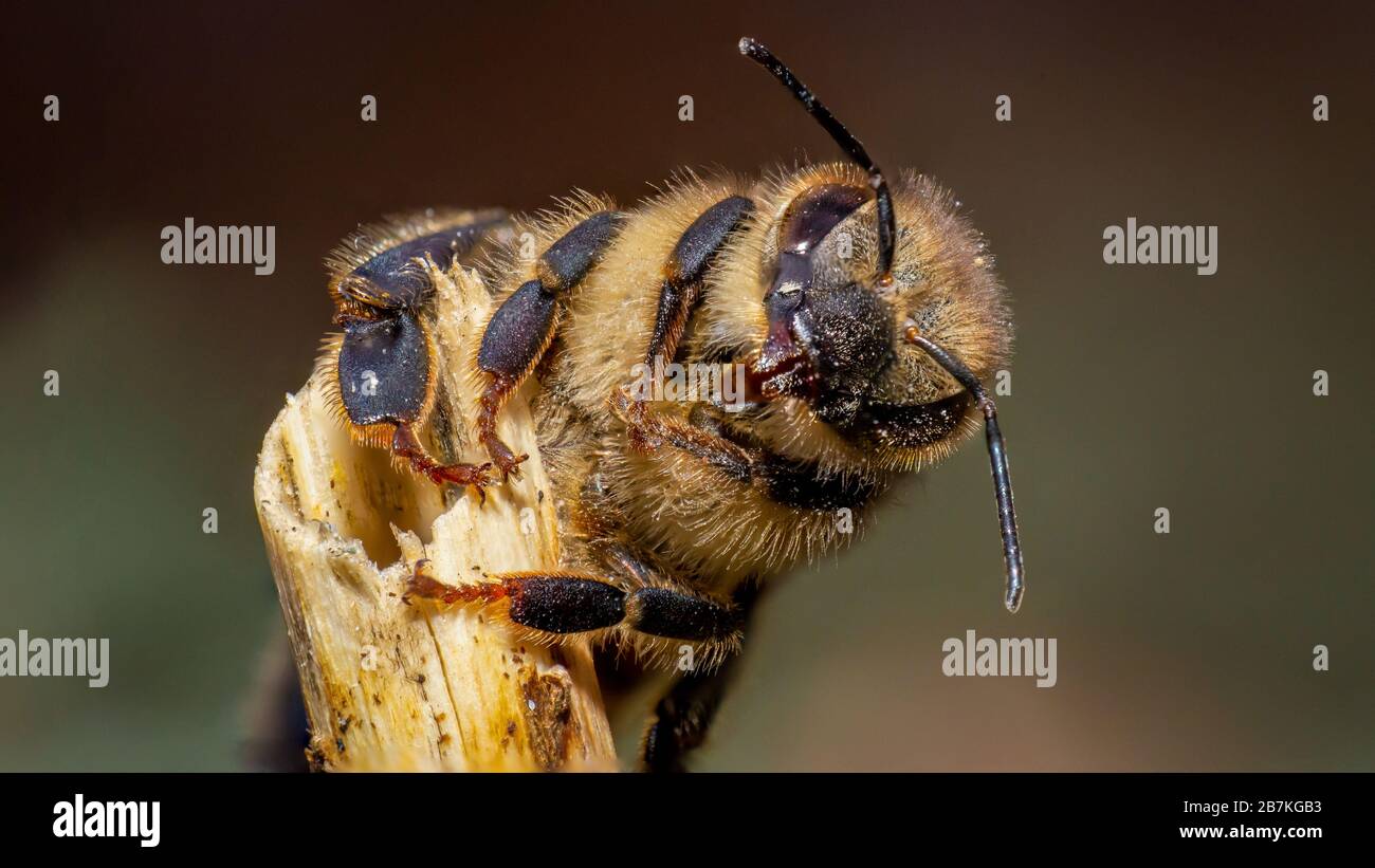 Western honey bee macro hi-res stock photography and images - Alamy