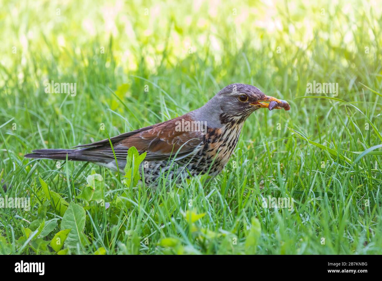 Collecting worms food lawn hi-res stock photography and images - Alamy