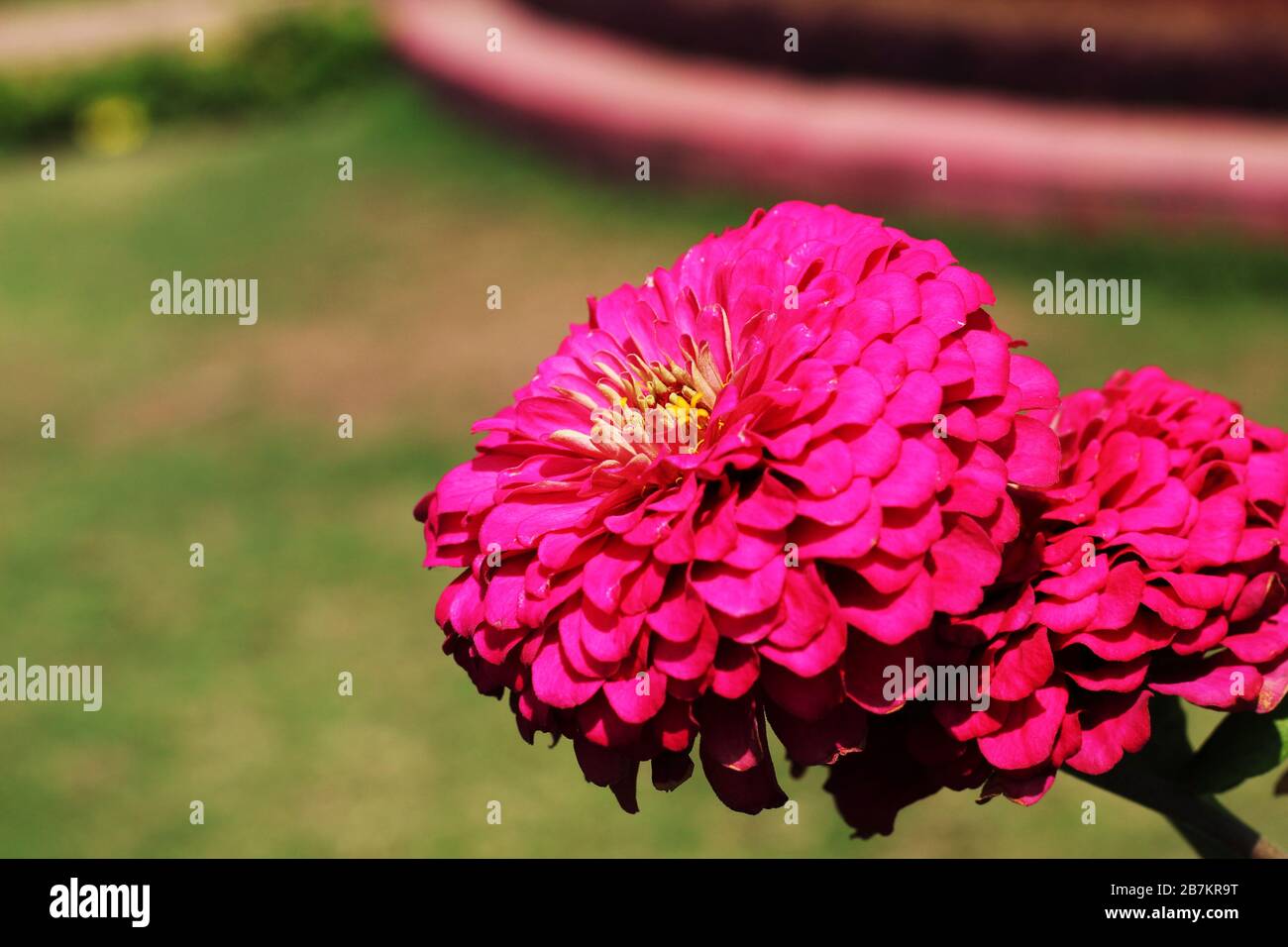 Deep Color Flower Colorful closeup vibrant flower in the garden macro photography ...