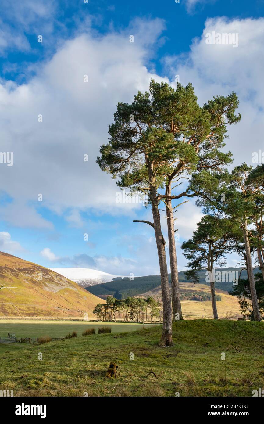 Pinus sylvestris. Scots pine trees along the tweed valley in the scottish border countryside