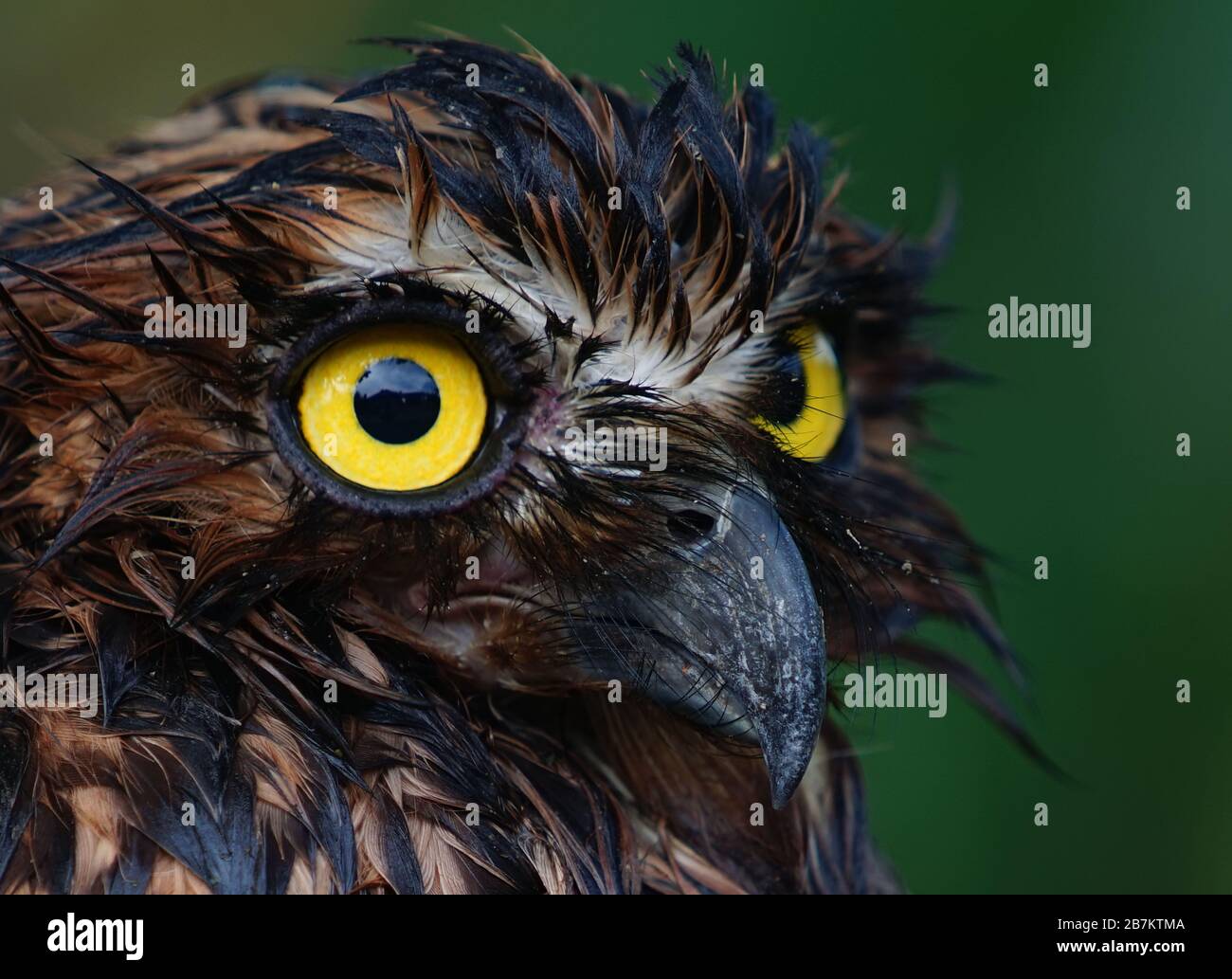 A Sumatran owl falls from a tree and enters a fish pond in Palembang on Tuesday, March 17, 2020. (Photo by Sigit Prasetya) Stock Photo
