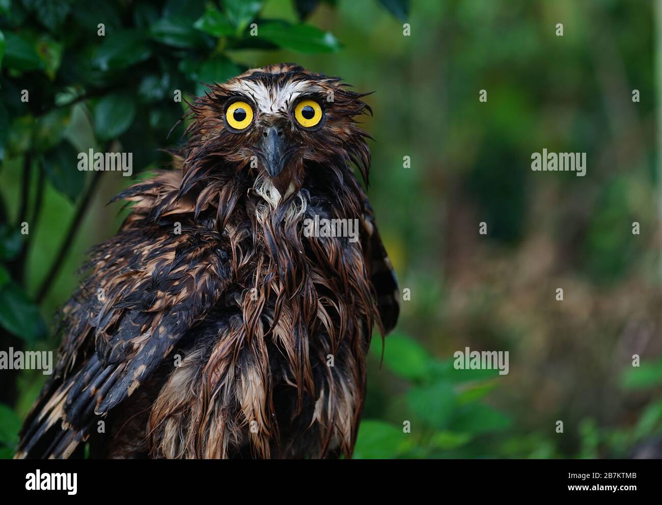 A Sumatran owl falls from a tree and enters a fish pond in Palembang on Tuesday, March 17, 2020. (Photo by Sigit Prasetya) Stock Photo