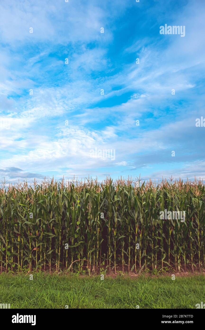Landscape image of corn field in the farm with blue sky and green ...