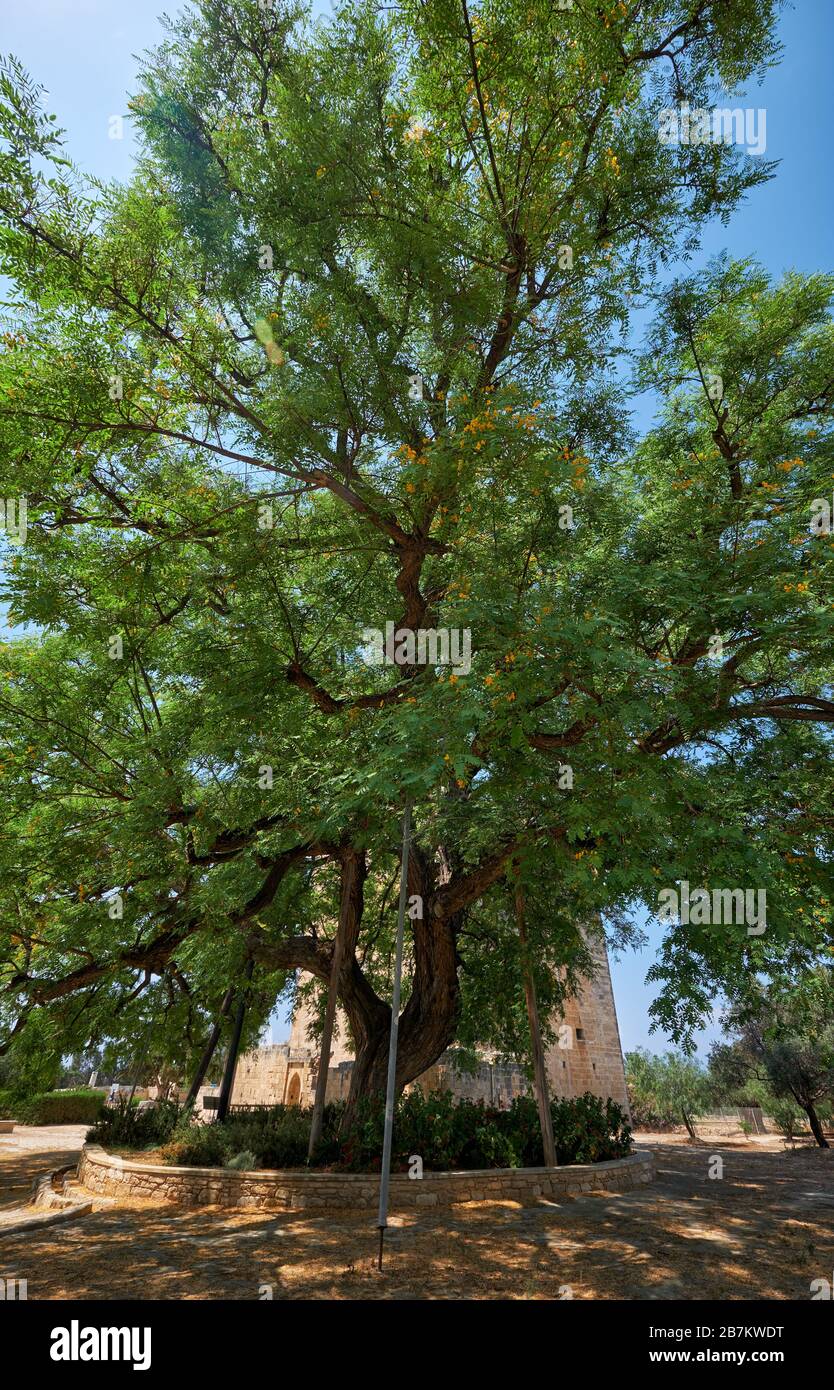 The huge old rosewood Tipuana tipu tree growing by the Kolossi castle.  Kolossi. Limassol District. Cyprus Stock Photo
