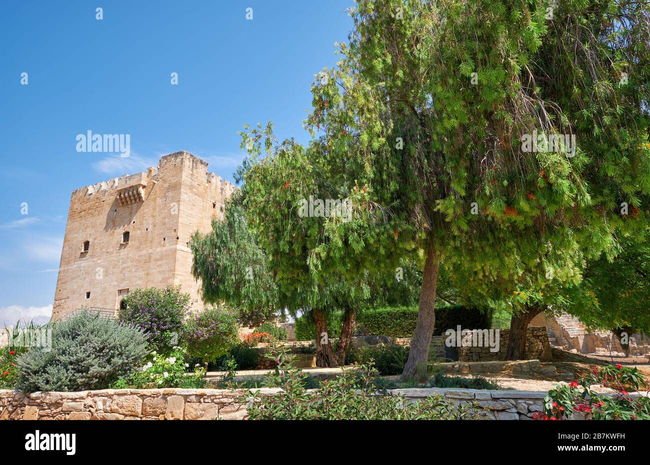 The view of blossoming Callistemon  tree in the garden of Kolossi Castle. Kolossi. Limassol District. Cyprus Stock Photo