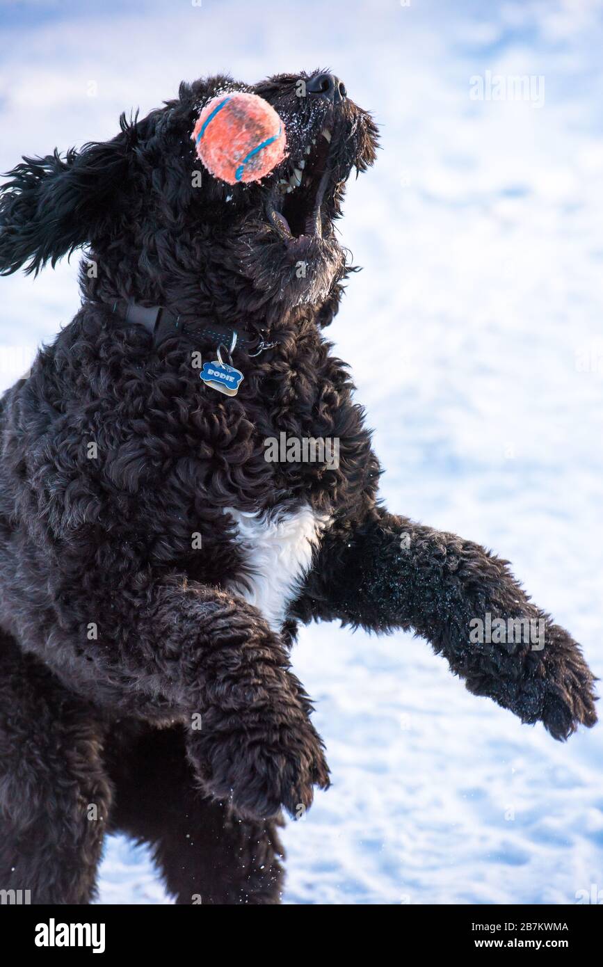 Toy poodle playing ball in hi-res stock photography and images - Alamy