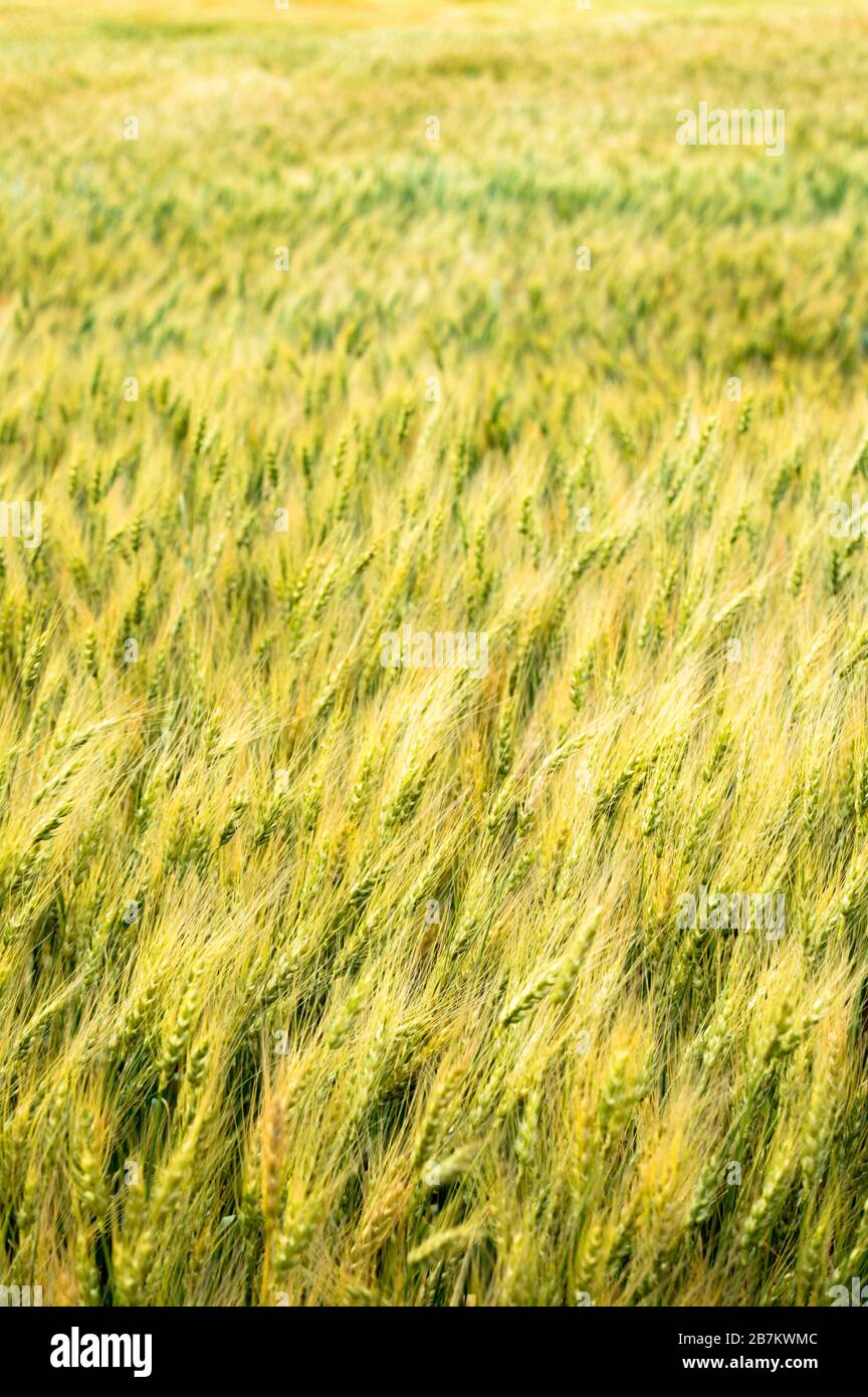 Vertical shot of a Barley field in the wind in  Saskatchewan Canada Stock Photo
