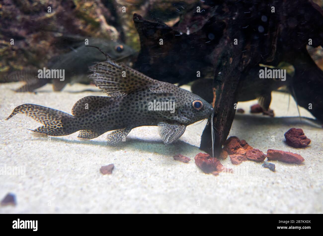 African fish blotched upside-down catfish or in latin Sydonis Nigriventris in the tank of aquaium. Stock Photo