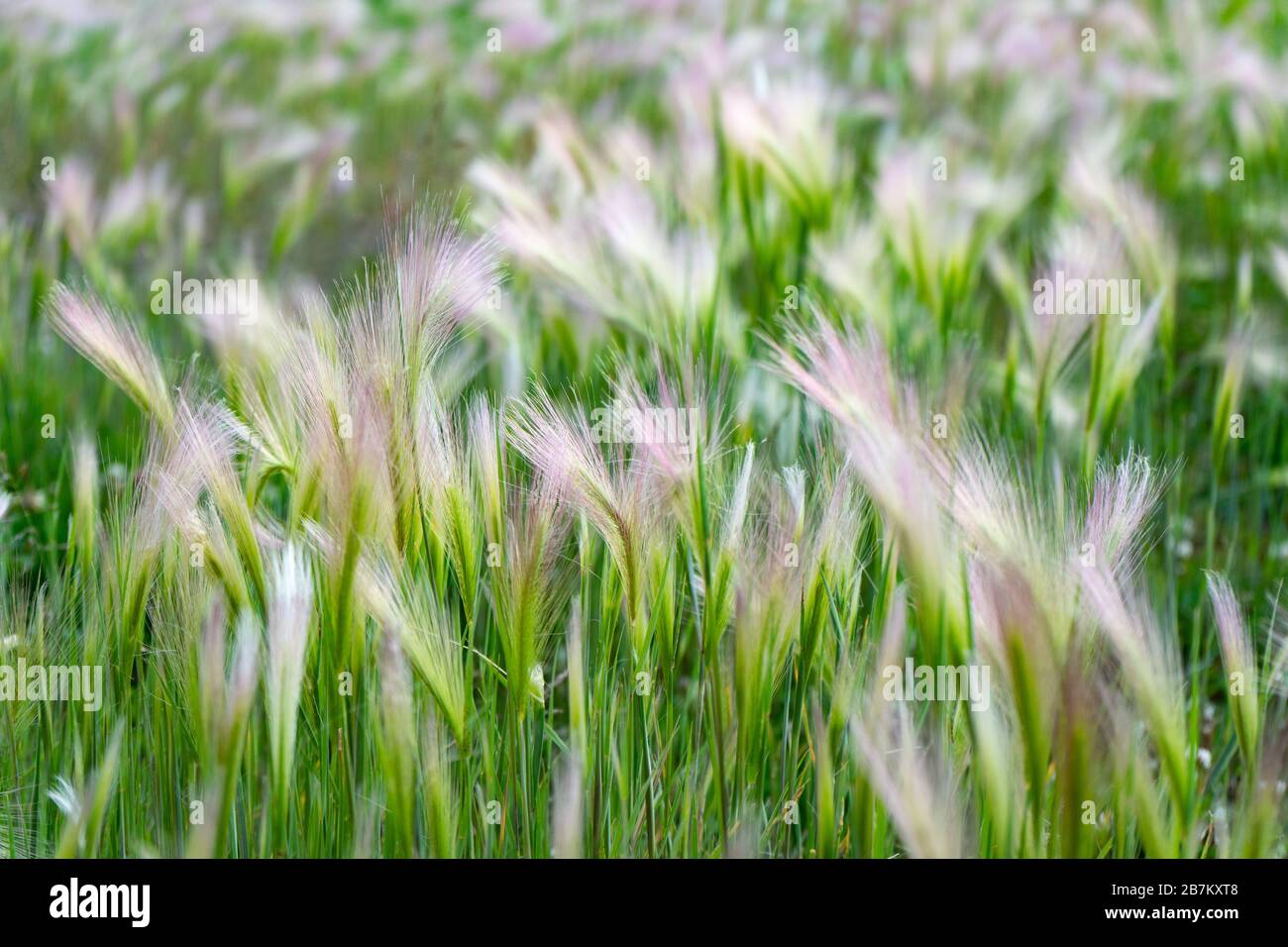 Mat grass. Feather Grass or Needle Grass, Nassella tenuissima Stock Photo