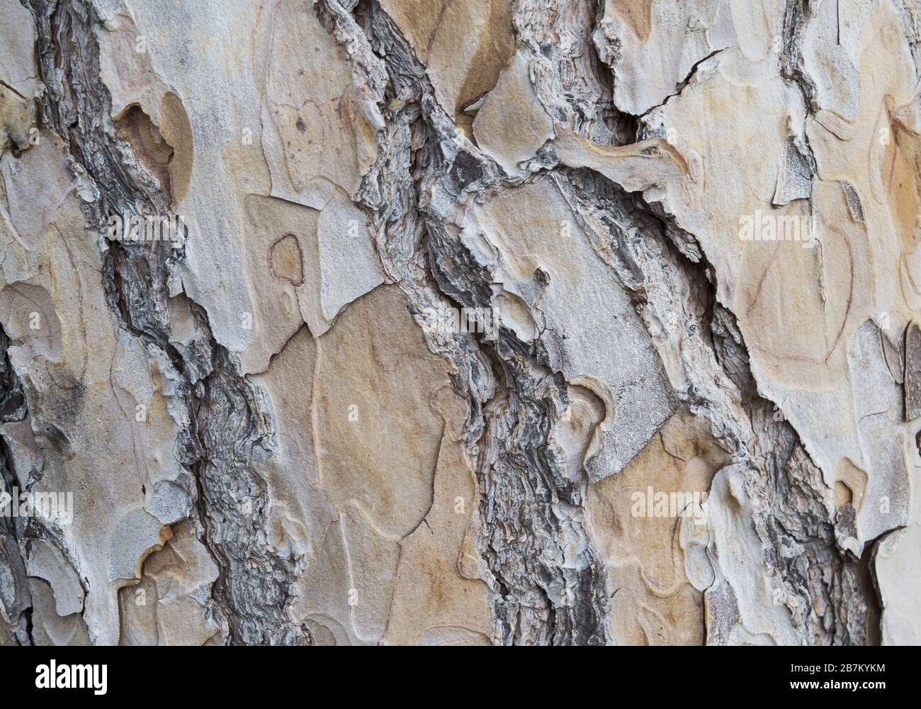 Closeup shot of a bark of a tree Stock Photo Alamy