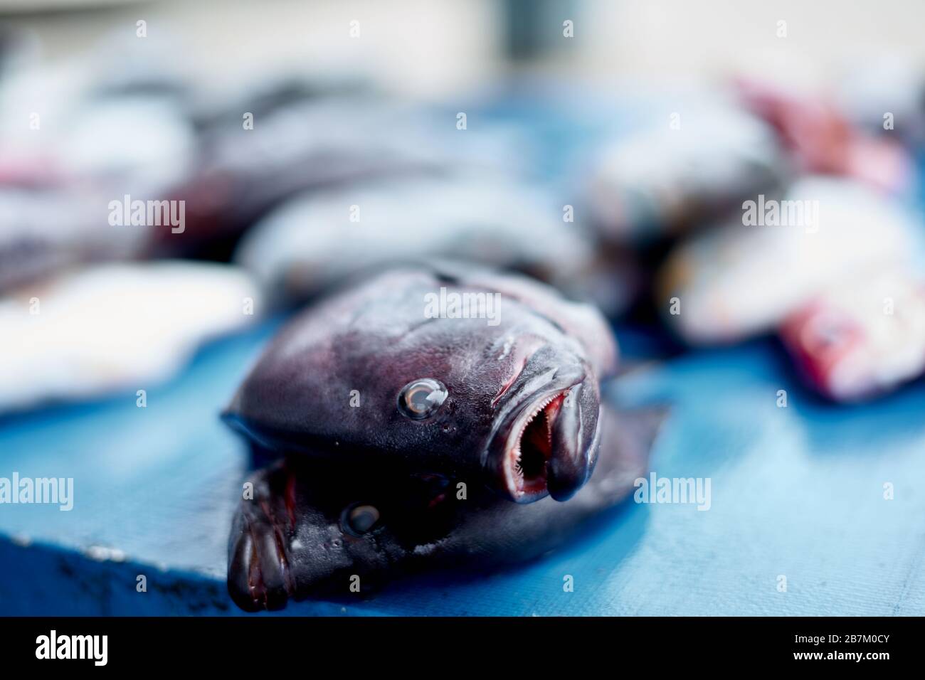 Stack of Fresh fish for sale at local seafood market Stock Photo - Alamy