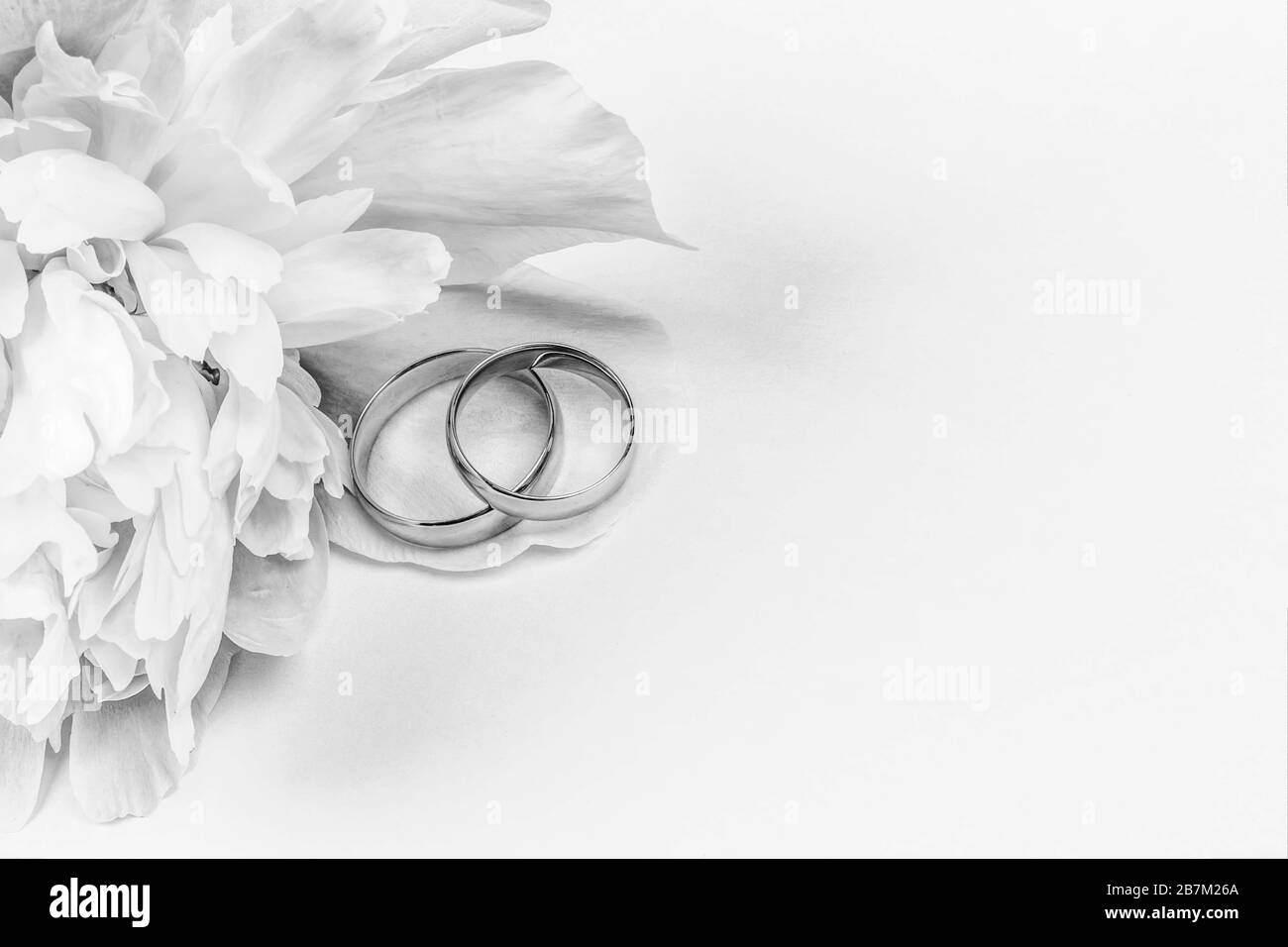 A pair of gold wedding rings on pink peony flower petals on a white background with a copy space, black and white photo Stock Photo