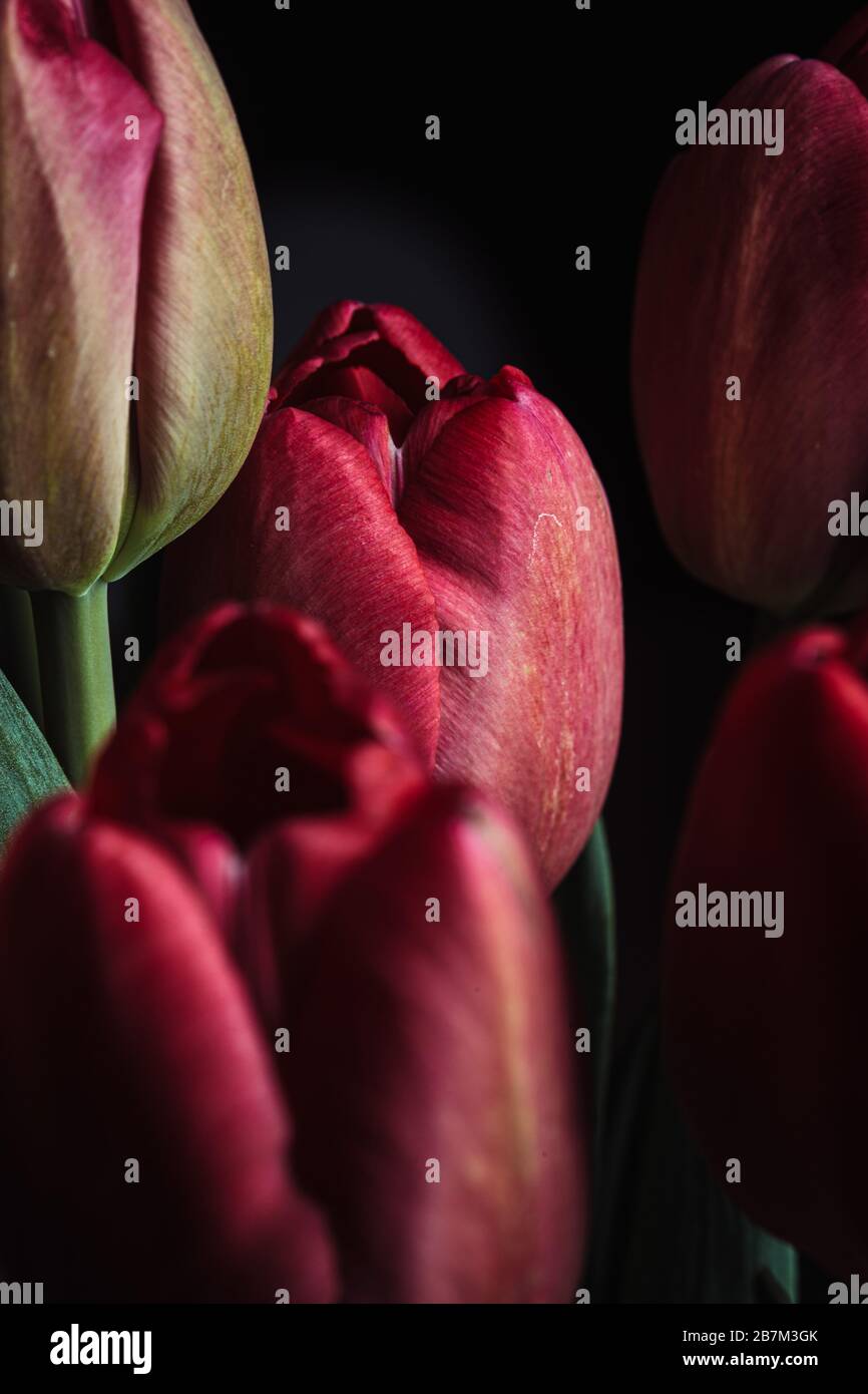 Pink tulips in bloom on a black background Stock Photo
