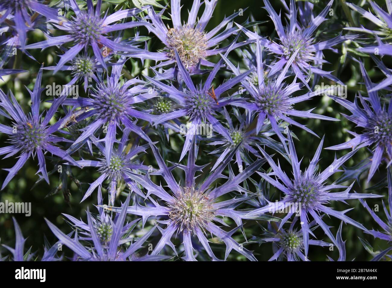Close up of purple eryngium or sea holly in full flower in the summer
