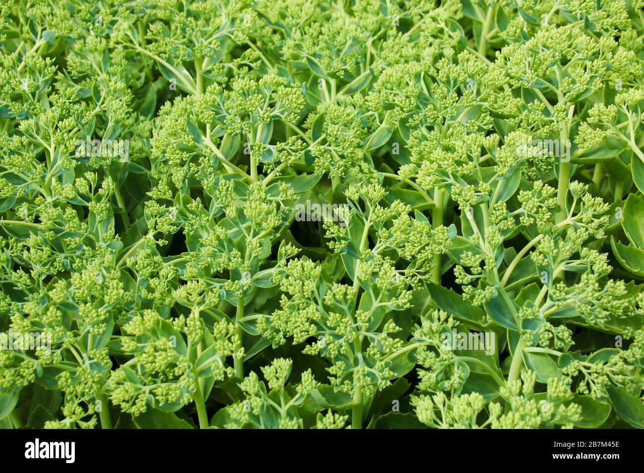Close up of Sedum or Stonecrop hardy succulent ground cover perennial plant with clusters of closed dark green buds surrounded with thick leaves Stock Photo