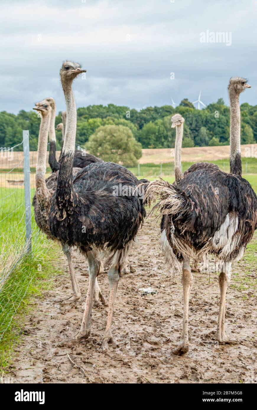 Group of adult Ostrich at the ostrich farm Striegistal in Saxony, Germany Stock Photo