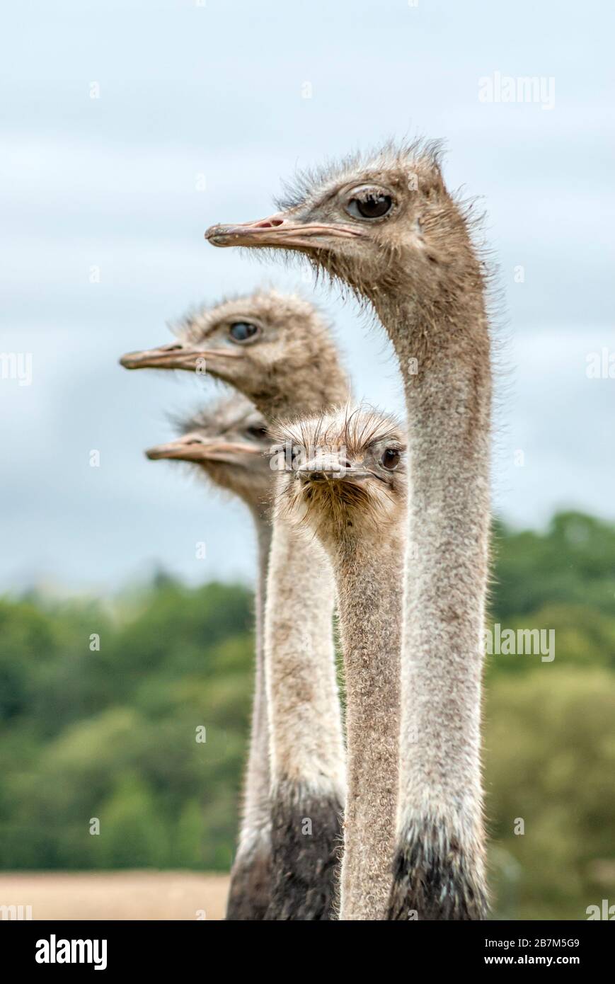 Group of adult Ostrich at the ostrich farm Striegistal in Saxony, Germany Stock Photo