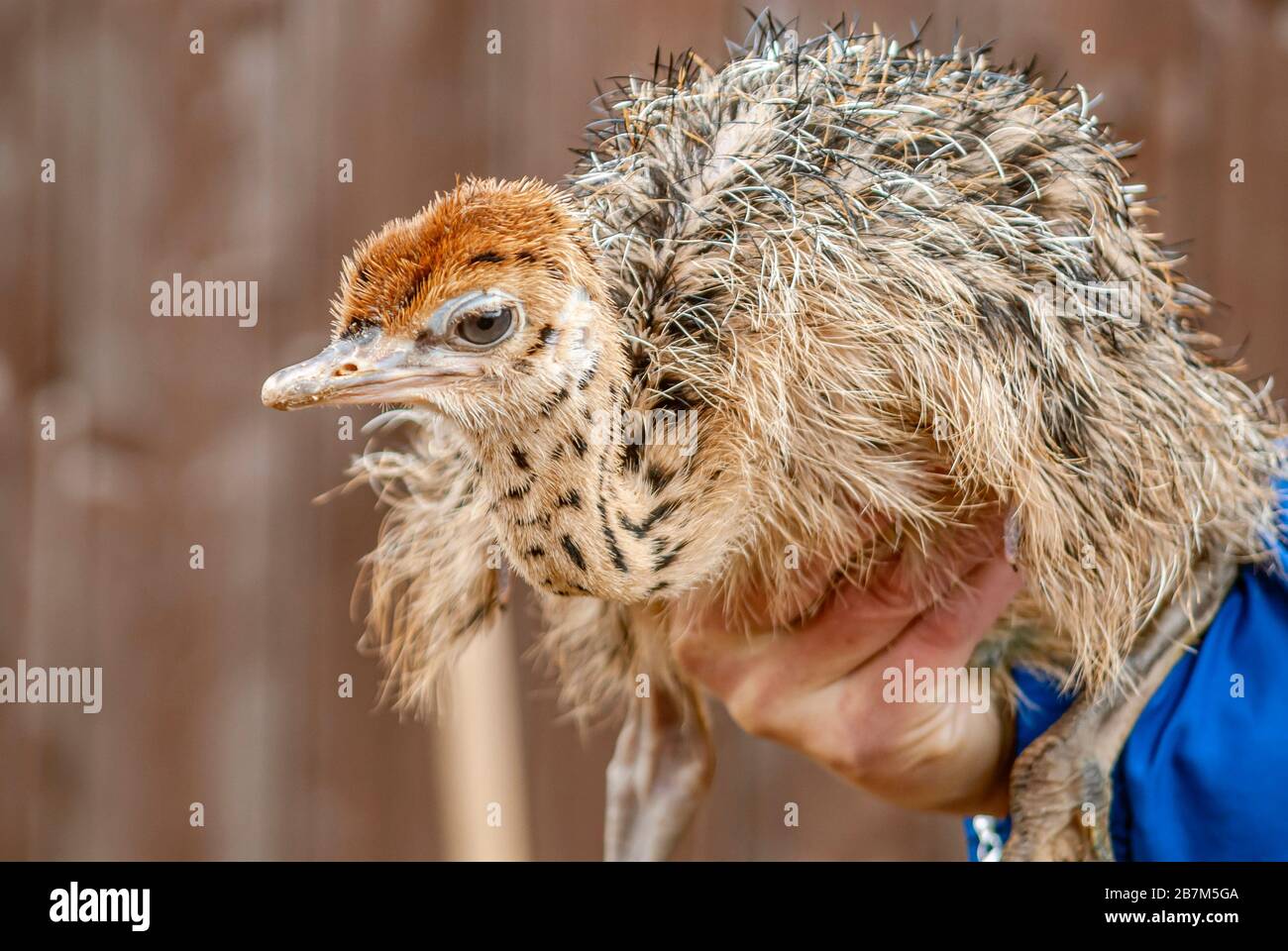 Ostrich chick on a hand-held at the ostrich farm Striegistal in Saxony,  Germany Stock Photo - Alamy