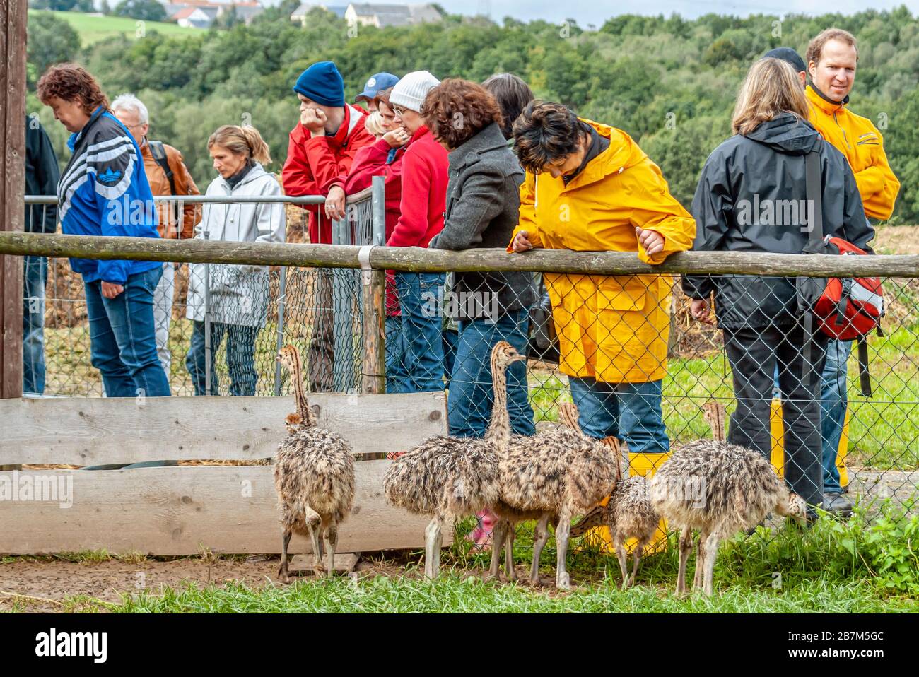 Tourist group visits ostrich farm Striegistal in Saxony, Germany Stock Photo