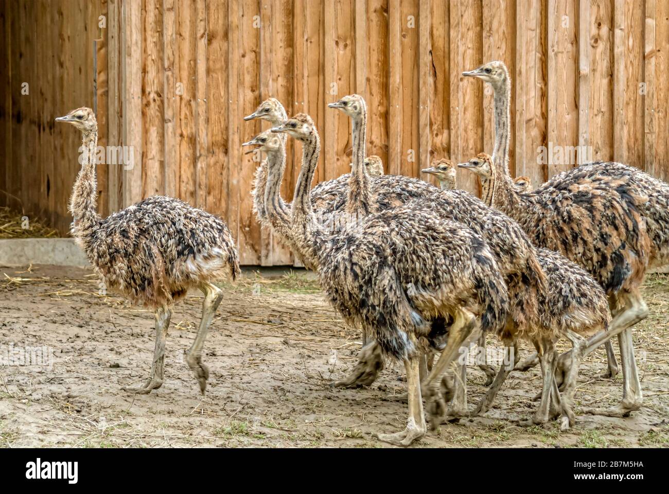 Group of adolescent Ostriches at the ostrich farm Striegistal in Saxony, Germany Stock Photo