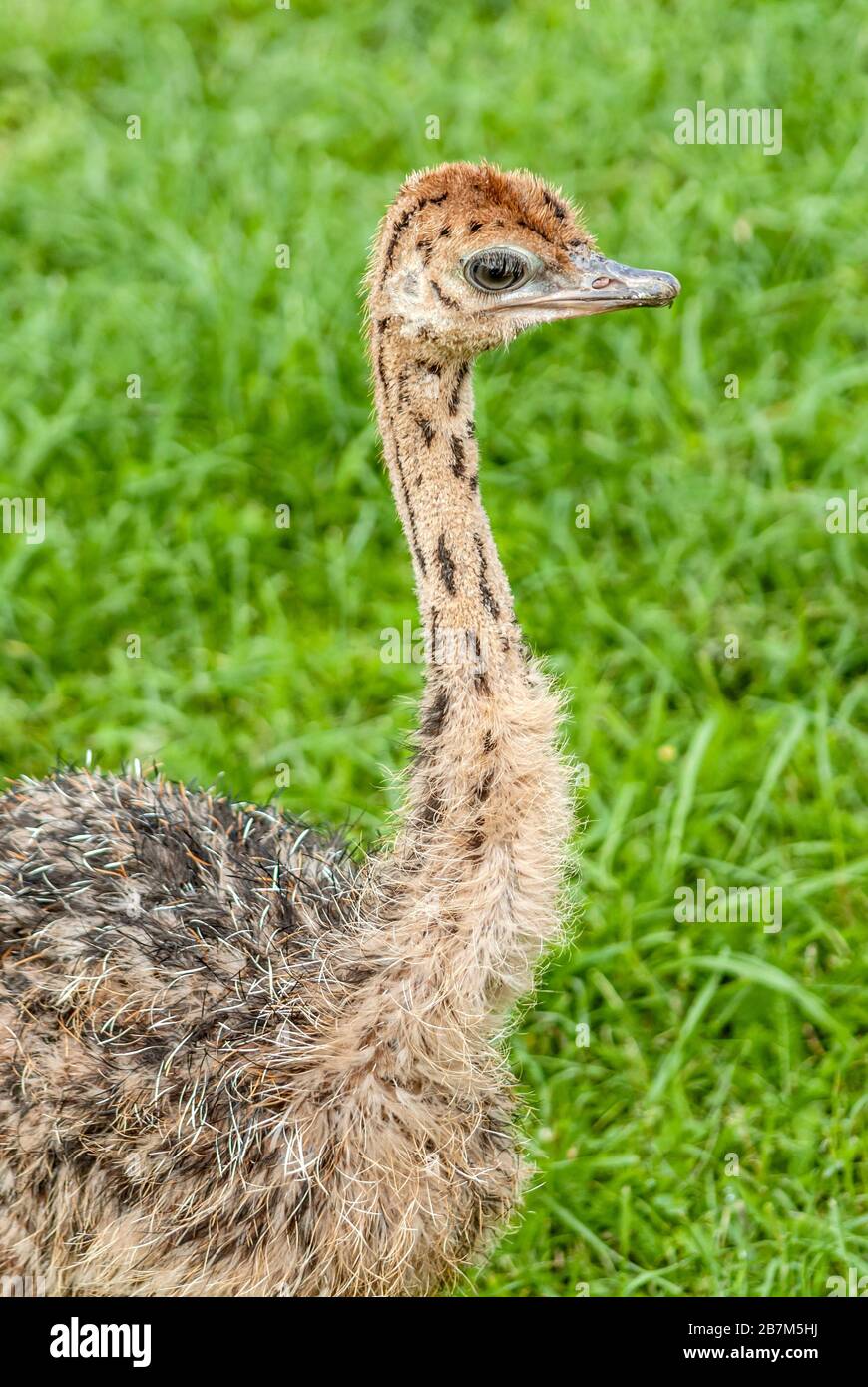 Closeup of a Ostrich chick at the ostrich farm Striegistal in Saxony, Germany Stock Photo