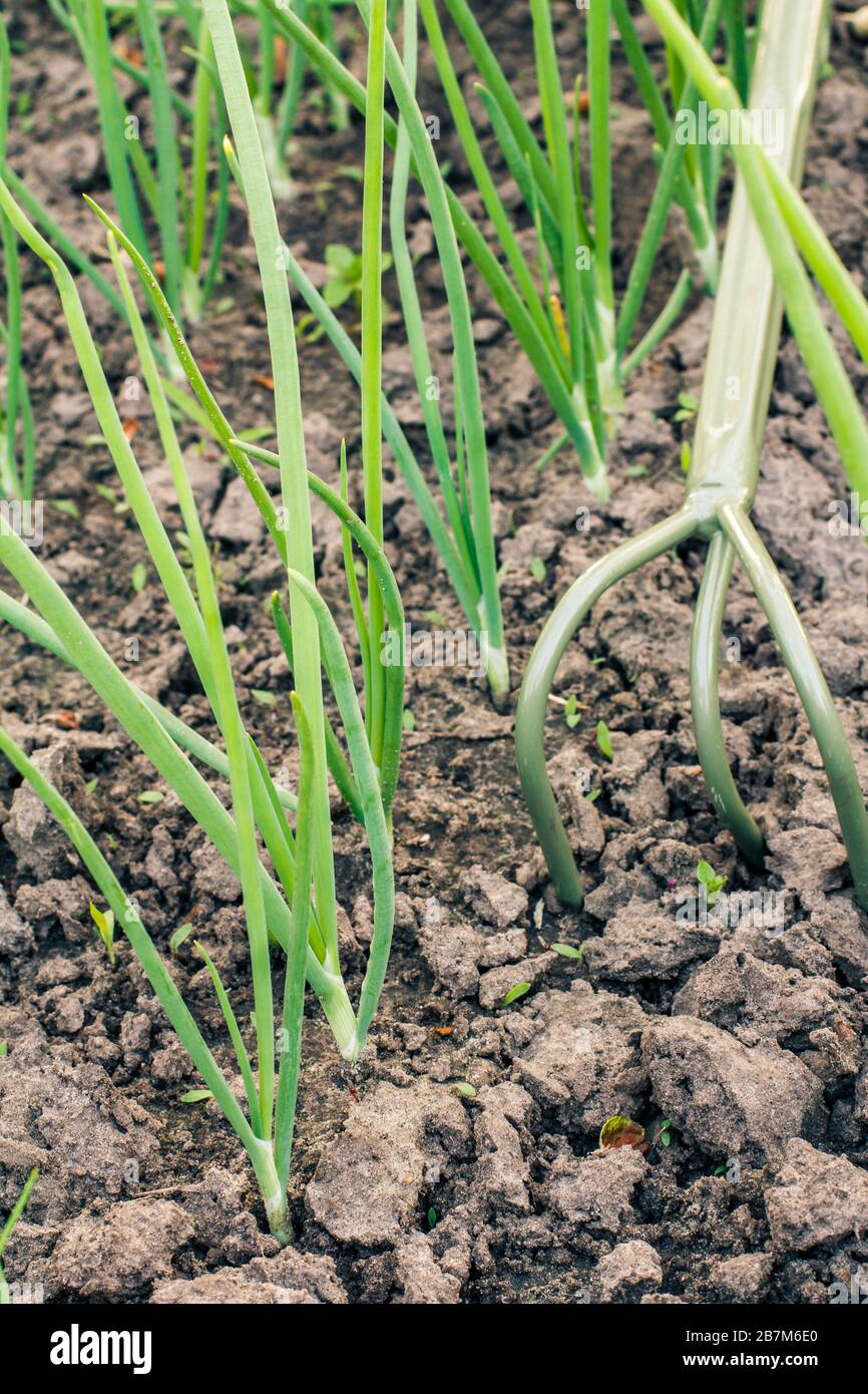 Loosening soil around young green onions using small hand rake. Growing ...