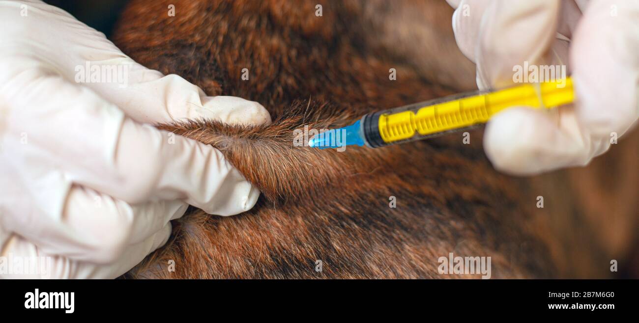 vaccination for a pet. doctor vet gives an injection to an animal. Stock Photo
