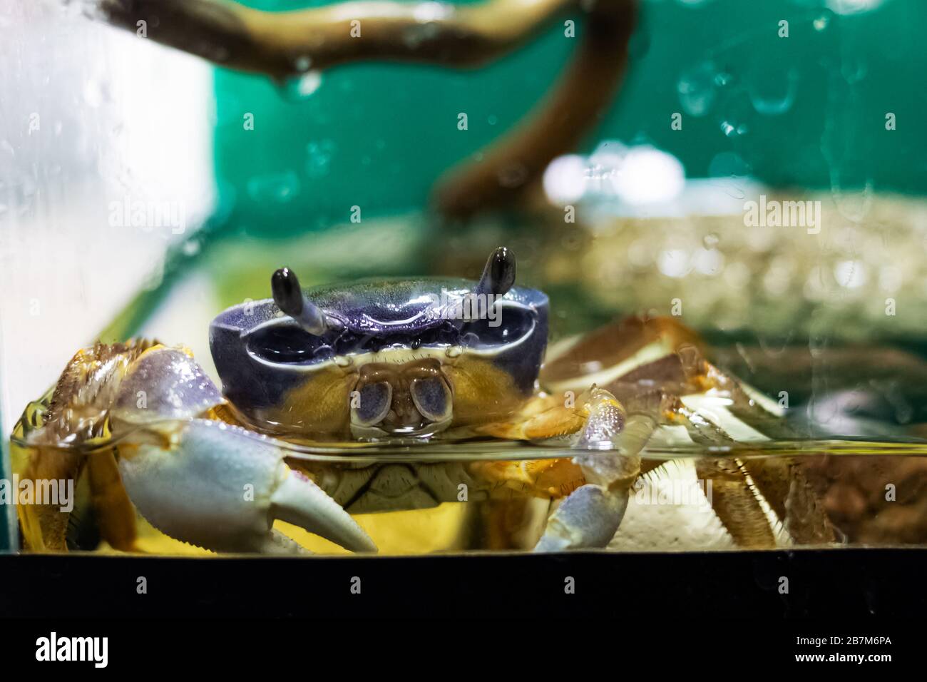 Cute blue crab in an aquarium cardisoma armatum Stock Photo