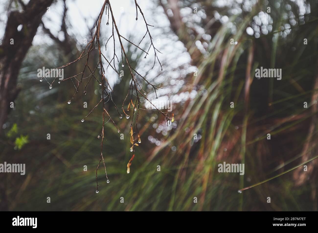 Australian flora after rain Stock Photo - Alamy