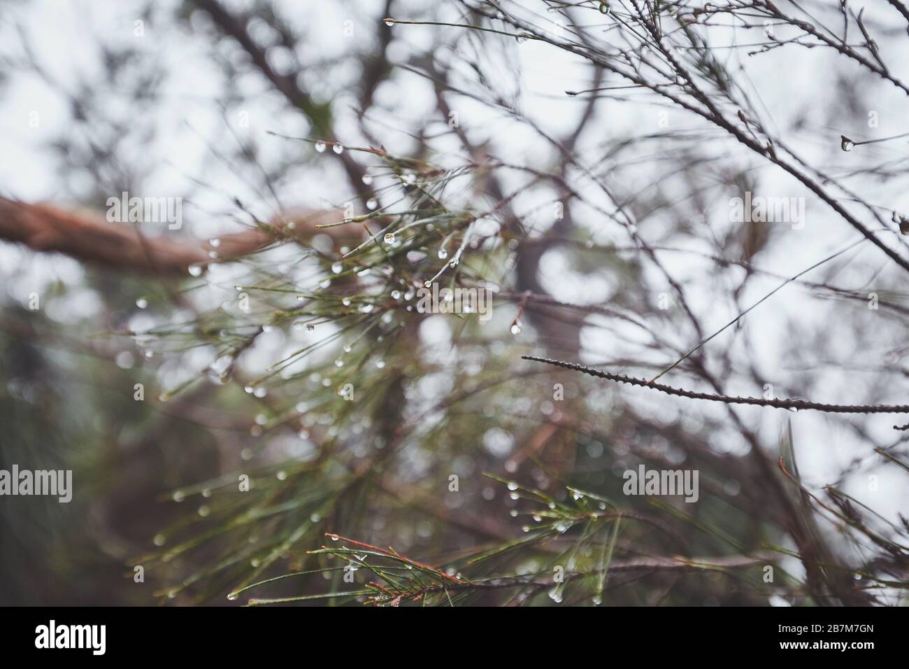Australian flora after rain Stock Photo - Alamy