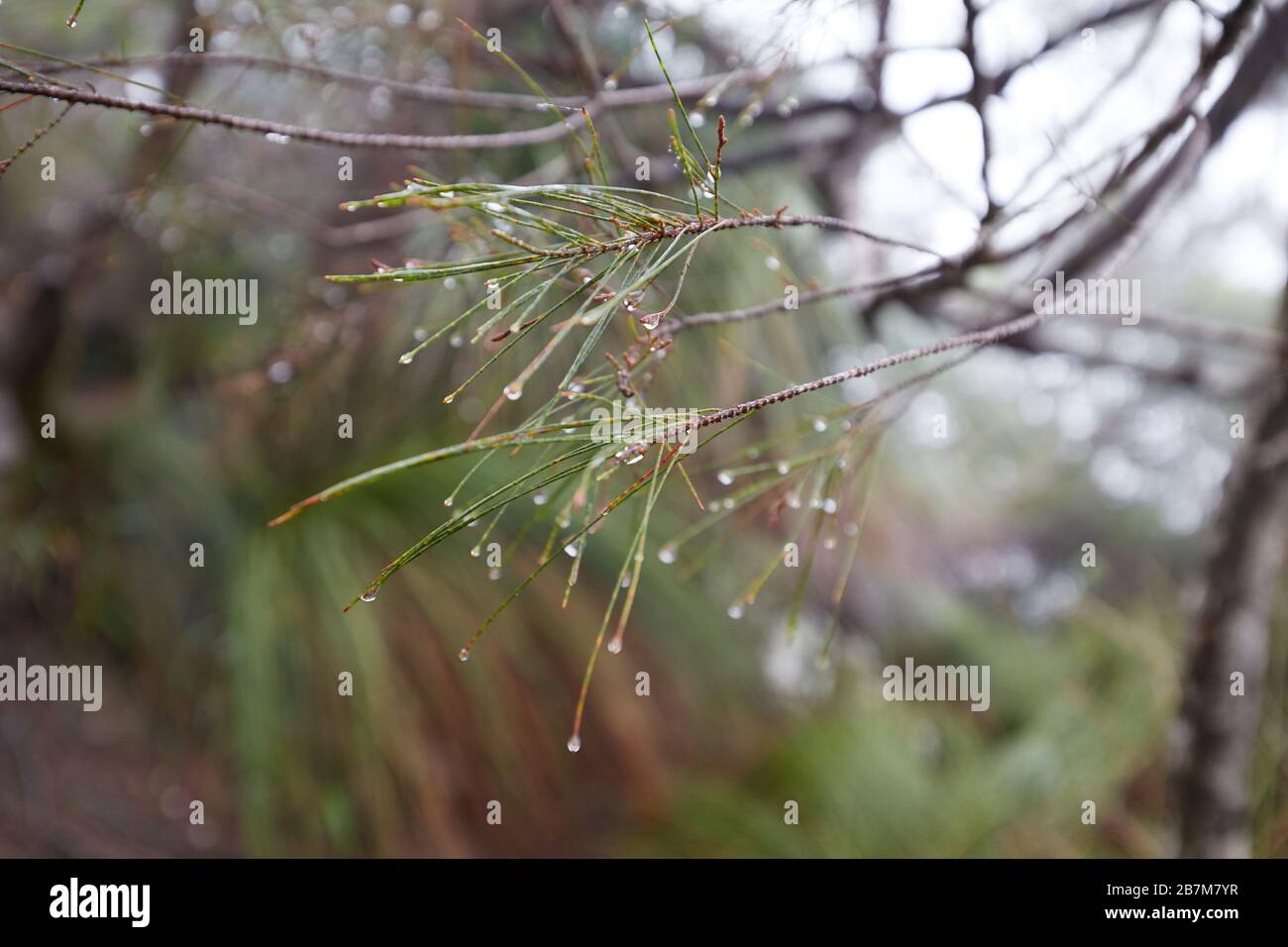 Australian flora after rain Stock Photo - Alamy
