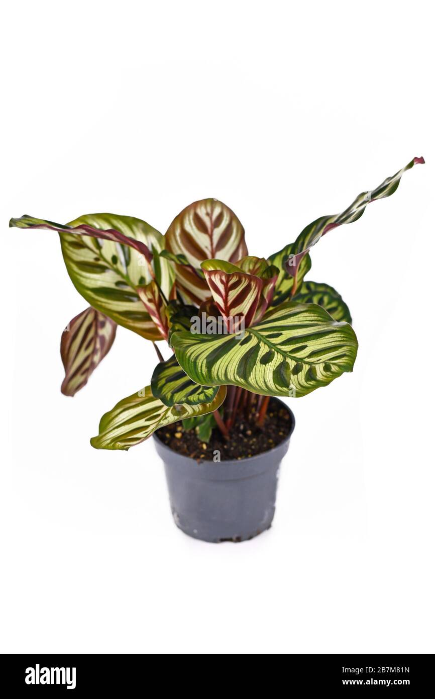 Exotic tropical 'Calathea Makoyana' Prayer Plant with beautiful pattern in  pot isolated on white background Stock Photo - Alamy