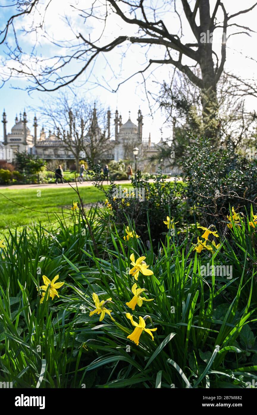 Brighton UK 9th March 2020 - Daffodils enjoy the sunny weather in Brighton's Pavilion Gardens as warmer weather is forecast for the next couple of days in the South East of Britain  : Credit Simon Dack / Alamy Live News Stock Photo
