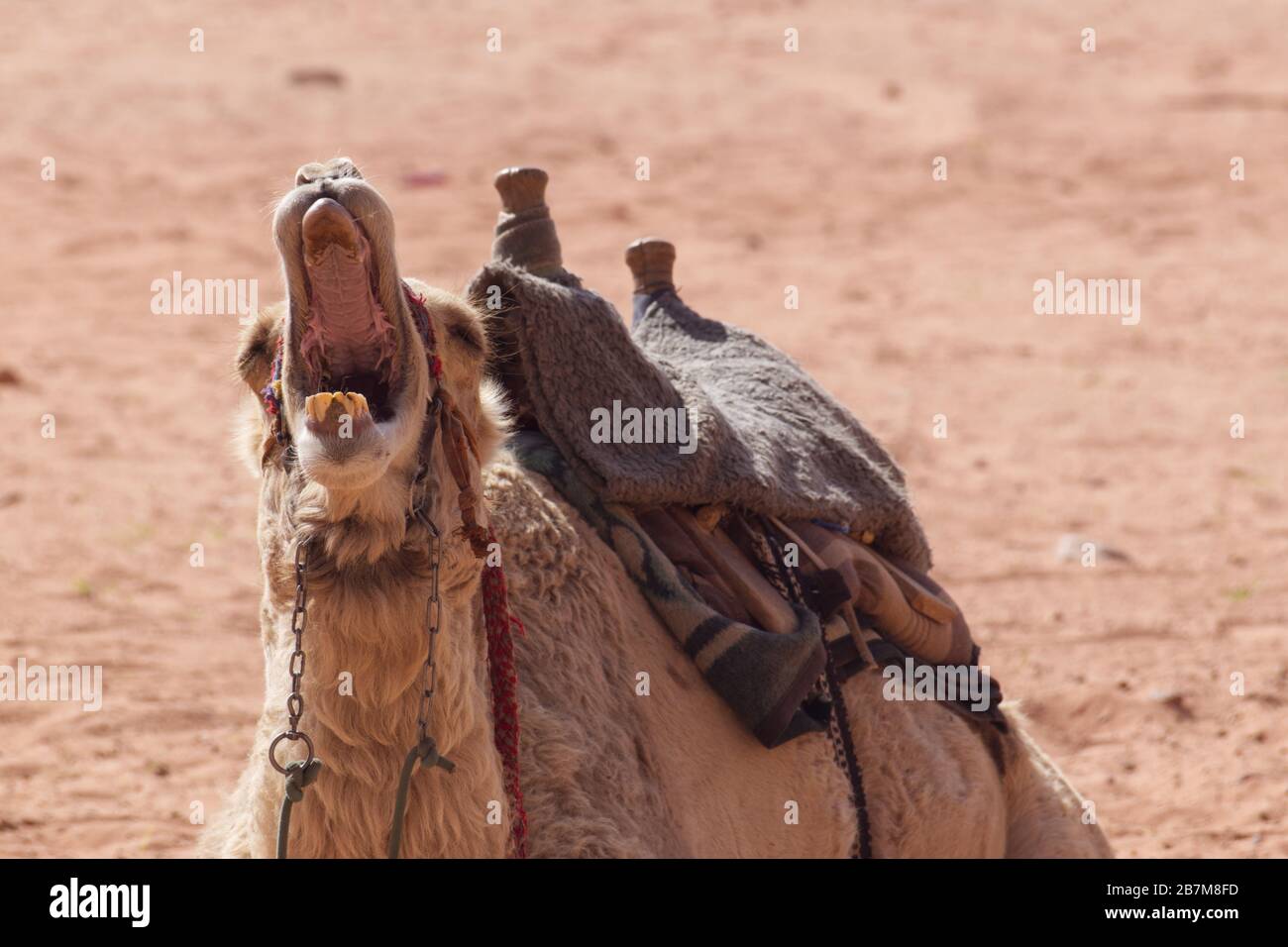 A domesticated dromedary camdel yawning in the plains of Wadi Rum in Jordan Stock Photo