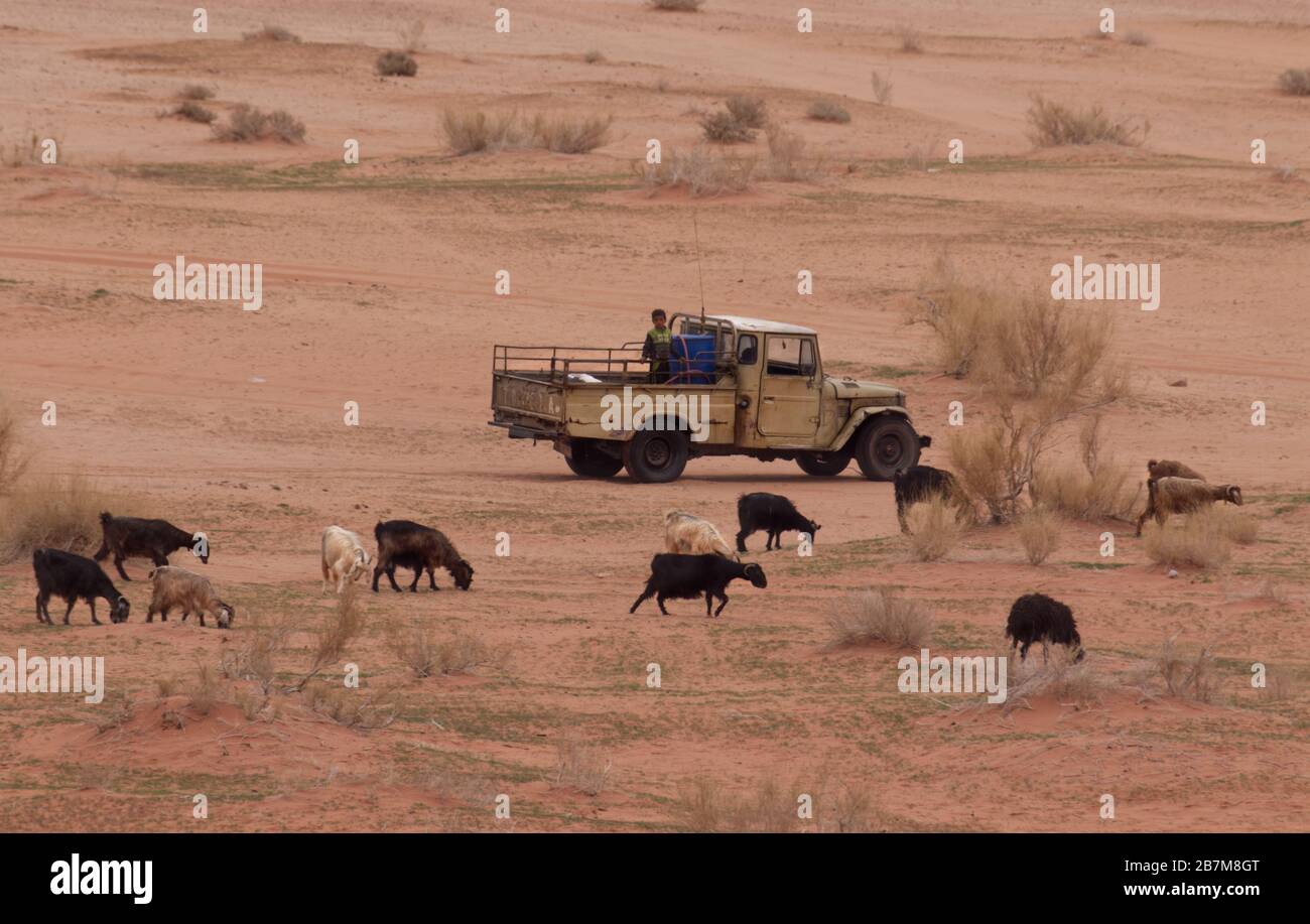Wadi Rum / Jordan - 9 March 2020: A young Beduin shepherd is herding goats in the Wadi Rum desert with an old pick up truck Stock Photo
