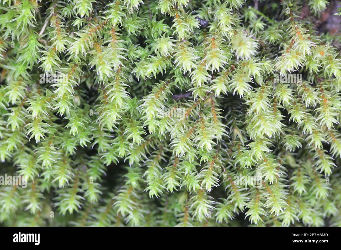 Hedwigia ciliata, known as white-tipped moss Stock Photo