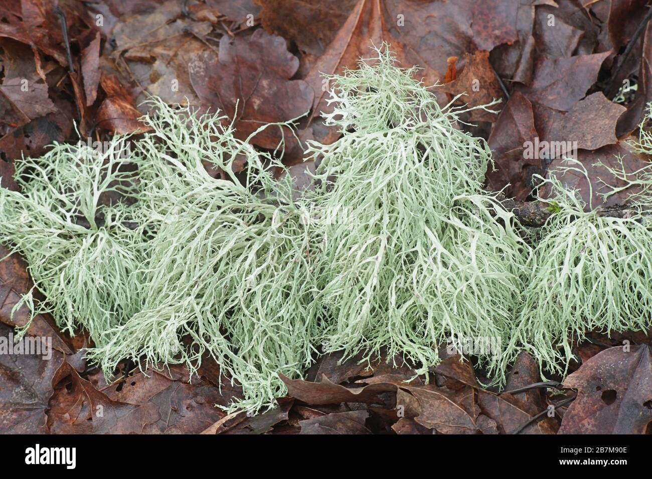 Ramalina farinacea, known as Farinose Cartilage Lichen, an epiphytic fruticose lichen from Finland Stock Photo