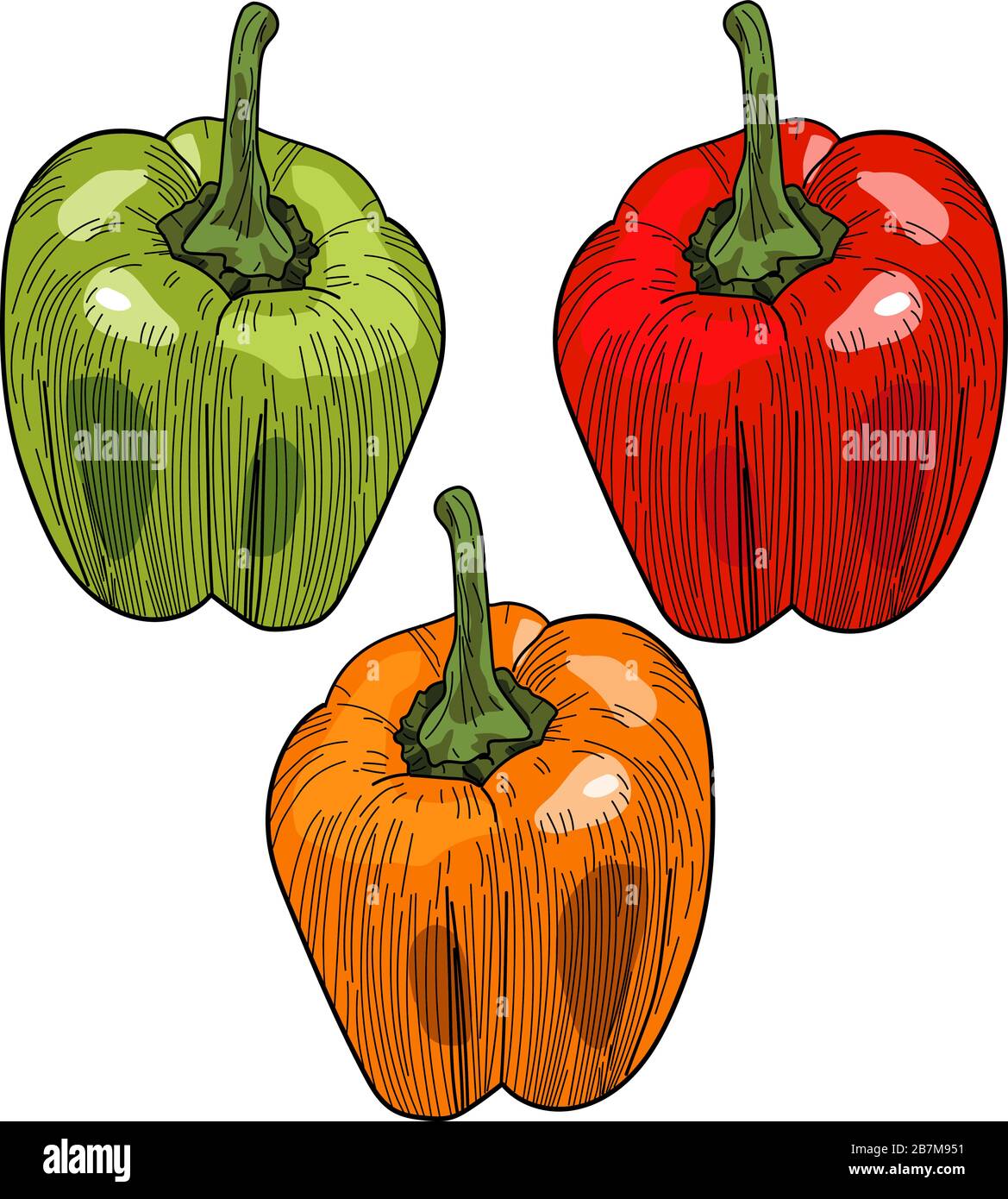 Vector set of bell peppers in different colors Stock Vector Image & Art